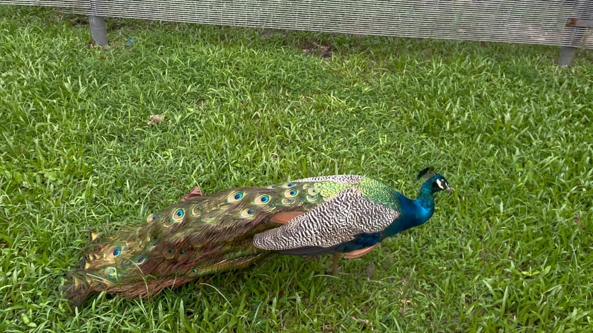Wildlife